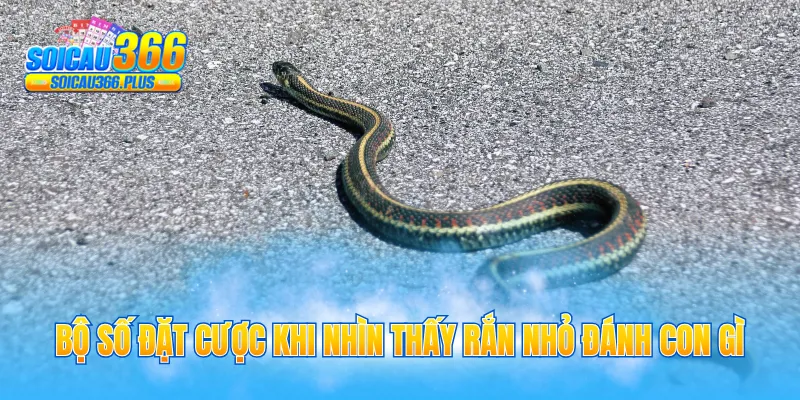 Bộ số đặt cược khi nhìn thấy rắn nhỏ đánh con gì