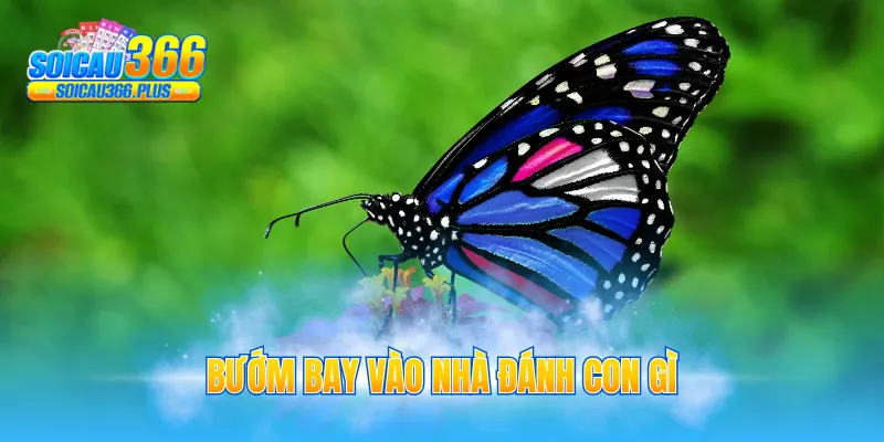 bướm bay vào nhà đánh con gì