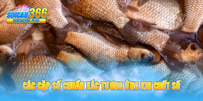 Các cặp số chuẩn xác tương ứng khi chốt số