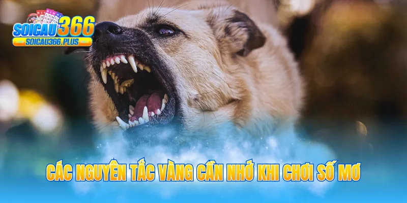 Các nguyên tắc vàng cần nhớ khi chơi số mơ