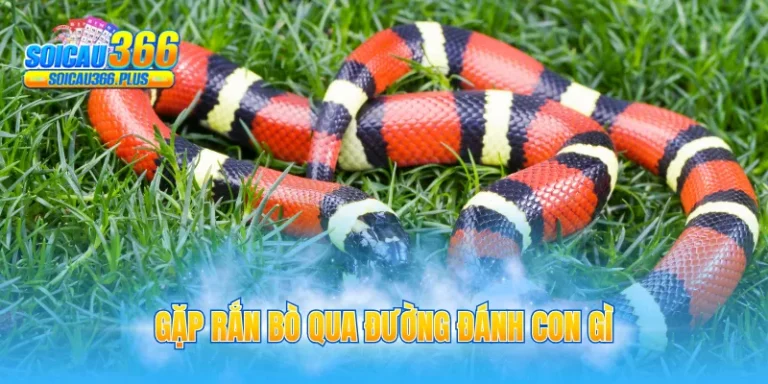 gặp rắn bò qua đường đánh con gì