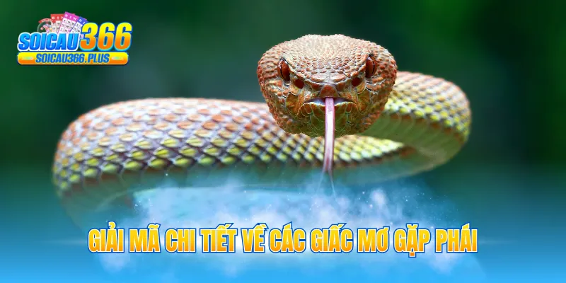 Giải mã chi tiết về các giấc mơ gặp phái