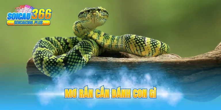 mơ rắn cắn đánh con gì