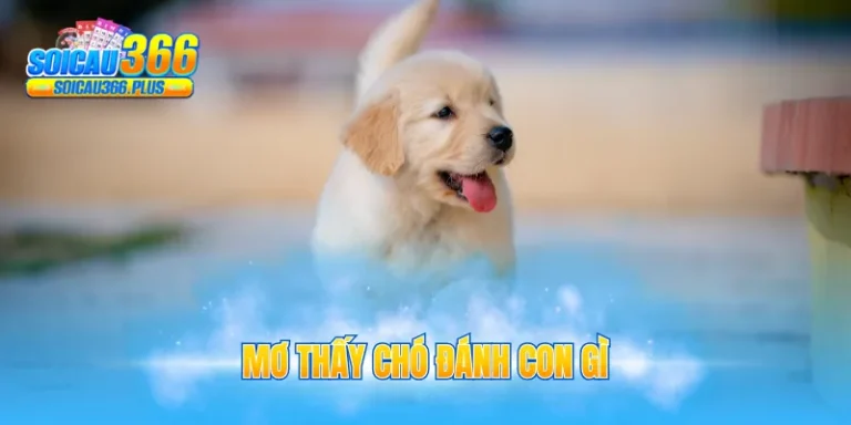mơ thấy chó đánh con gì