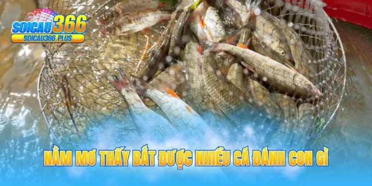 nằm mơ thấy bắt được nhiều cá đánh con gì