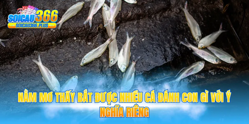 Nằm mơ thấy bắt được nhiều cá đánh con gì với ý nghĩa riêng