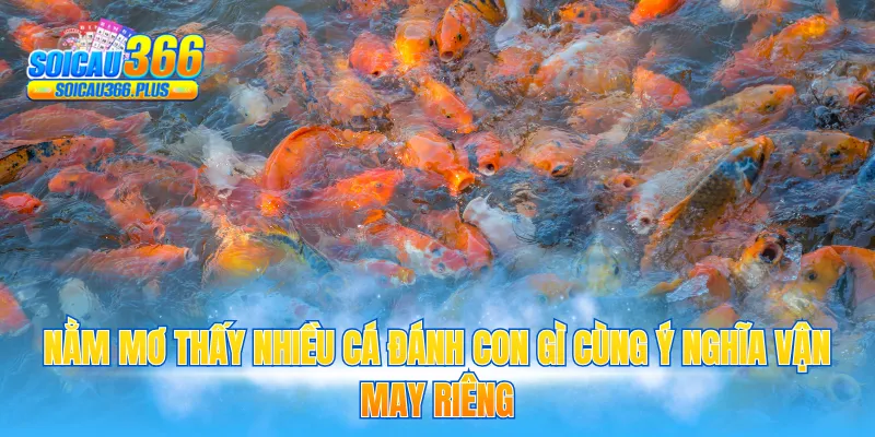 Nằm mơ thấy nhiều cá đánh con gì cùng ý nghĩa vận may riêng