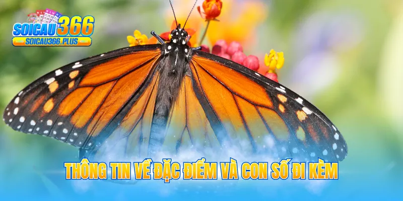 Thông tin về đặc điểm và con số đi kèm
