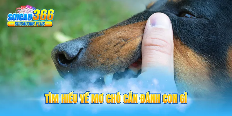 Tìm hiểu về mơ chó cắn đánh con gì